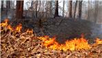 Chiusura pericolosità incendi boschivi
